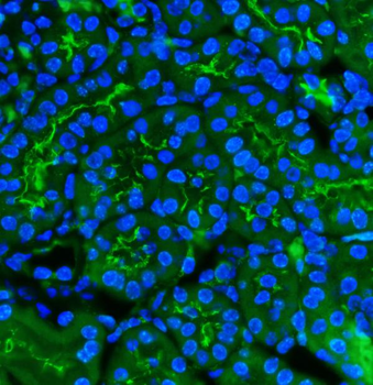 CD13/Anpep Rabbit Polyclonal Antibody