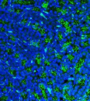 CD13/Anpep Rabbit Polyclonal Antibody
