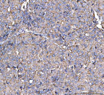 CD13/Anpep Rabbit Polyclonal Antibody