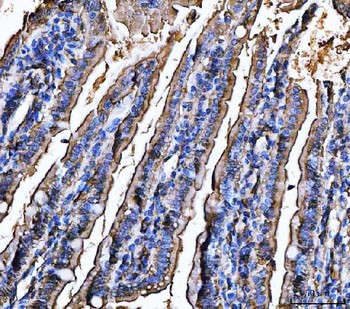 CD13/Anpep Rabbit Polyclonal Antibody