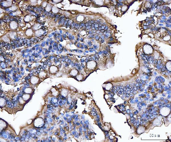 CD13/Anpep Rabbit Polyclonal Antibody