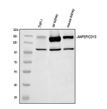 CD13/Anpep Rabbit Polyclonal Antibody