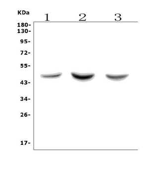 ASAH1 Rabbit Polyclonal Antibody