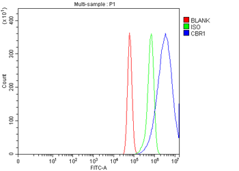 CBR1 Rabbit Polyclonal Antibody