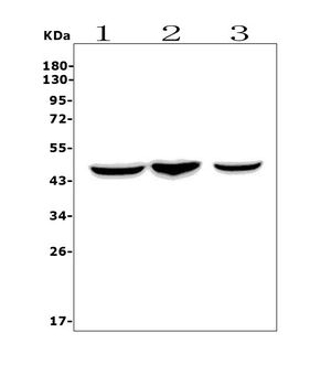 CCR2 Rabbit Polyclonal Antibody