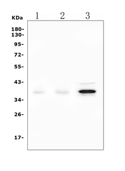 DAZL Rabbit Polyclonal Antibody