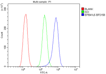Band 4.1-like protein 5 EPB41L5 Rabbit Polyclonal Antibody