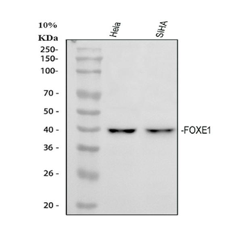 FOXE1 Rabbit Polyclonal Antibody
