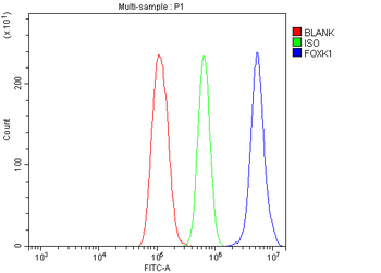 FOXK1/MNF Rabbit Polyclonal Antibody