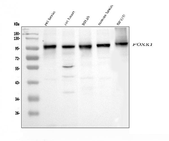 FOXK1/MNF Rabbit Polyclonal Antibody