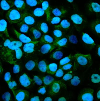 GPNMB/Gpnmb Rabbit Polyclonal Antibody