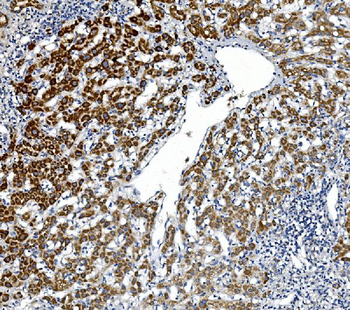 GPNMB/Gpnmb Rabbit Polyclonal Antibody