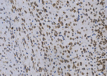 GPNMB/Gpnmb Rabbit Polyclonal Antibody