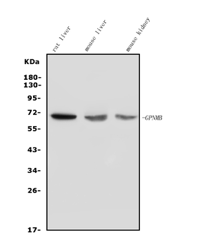 GPNMB/Gpnmb Rabbit Polyclonal Antibody
