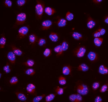 MAFA Rabbit Polyclonal Antibody