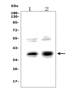 XLF/NHEJ1 Rabbit Polyclonal Antibody