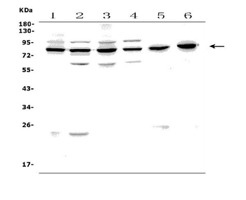 PAF1/PD2 Rabbit Polyclonal Antibody