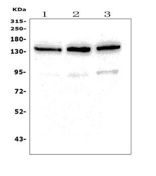 SCOP/PHLPP1 Rabbit Polyclonal Antibody
