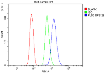 PLD2 Rabbit Polyclonal Antibody
