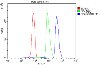 PGC1 beta/PPARGC1B Rabbit Polyclonal Antibody