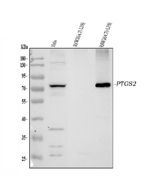 COX2/Cyclooxygenase 2/PTGS2 Rabbit Polyclonal Antibody