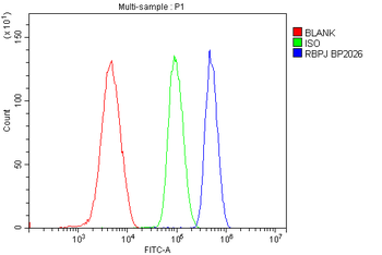 RBPJK/RBPJ Rabbit Polyclonal Antibody