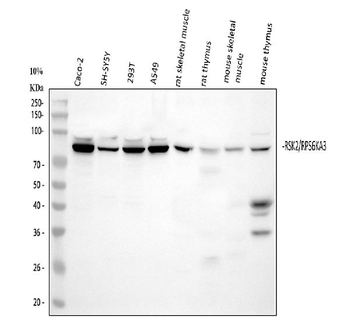 Rsk 2/MAPKAP Kinase 1b/RPS6KA3 Rabbit Polyclonal Antibody