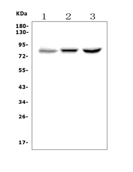 CLLD8/SETDB2 Rabbit Polyclonal Antibody