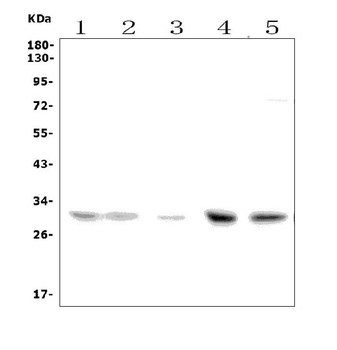 Slc25a1 Rabbit Polyclonal Antibody