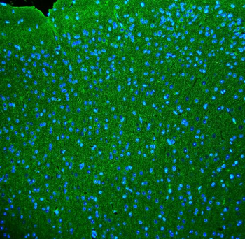 Synaptophysin/SYP Rabbit Polyclonal Antibody