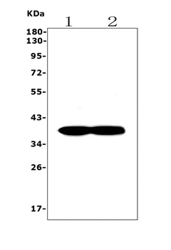 Synaptophysin/SYP Rabbit Polyclonal Antibody