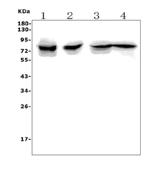 RANK/Tnfrsf11a Rabbit Polyclonal Antibody