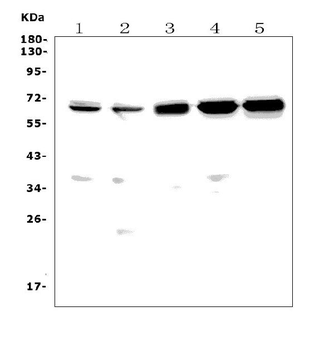 CD30/Tnfrsf8 Rabbit Polyclonal Antibody