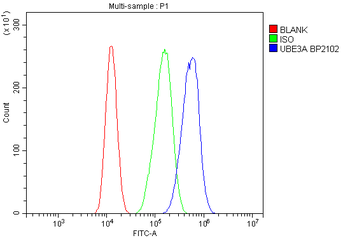 UBE3A Rabbit Polyclonal Antibody