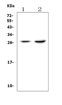 VEGF/Vegfa Rabbit Polyclonal Antibody