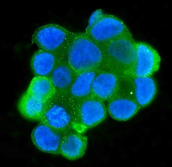 MPI Mouse Monoclonal Antibody