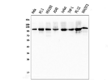 KAP1/TRIM28 Mouse Monoclonal Antibody