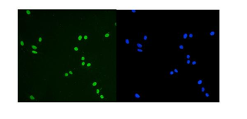 KAP1/TRIM28 Mouse Monoclonal Antibody