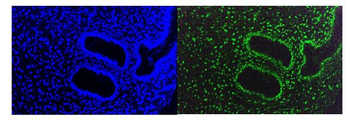 KAP1/TRIM28 Mouse Monoclonal Antibody