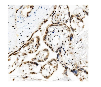 KAP1/TRIM28 Mouse Monoclonal Antibody