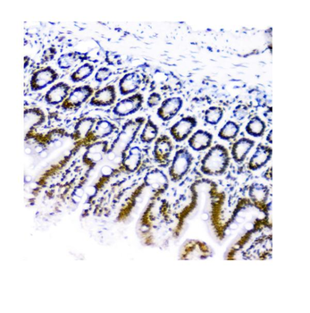 KAP1/TRIM28 Mouse Monoclonal Antibody