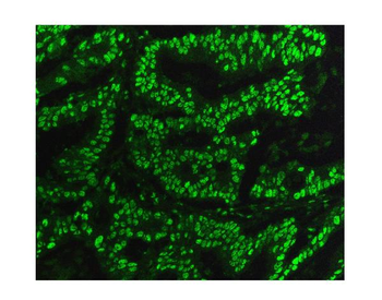 KAP1/TRIM28 Mouse Monoclonal Antibody