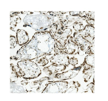 KAP1/TRIM28 Mouse Monoclonal Antibody