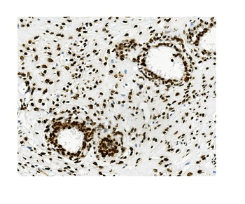 KAP1/TRIM28 Mouse Monoclonal Antibody