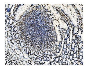 KAP1/TRIM28 Mouse Monoclonal Antibody