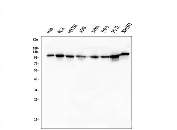 KAP1/TRIM28 Mouse Monoclonal Antibody