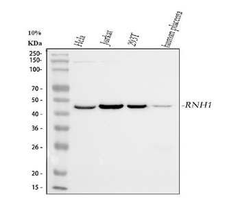 Ribonuclease Inhibitor/RNH1 Mouse Monoclonal Antibody