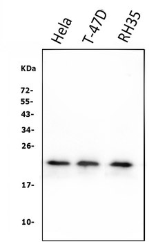 HSPB8/Hsp22 Mouse Monoclonal Antibody