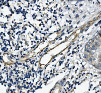 CD31/PECAM1 Mouse Monoclonal Antibody