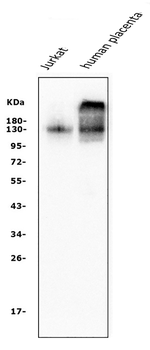 CD31/PECAM1 Mouse Monoclonal Antibody